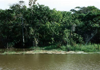 Amazon_Brazil